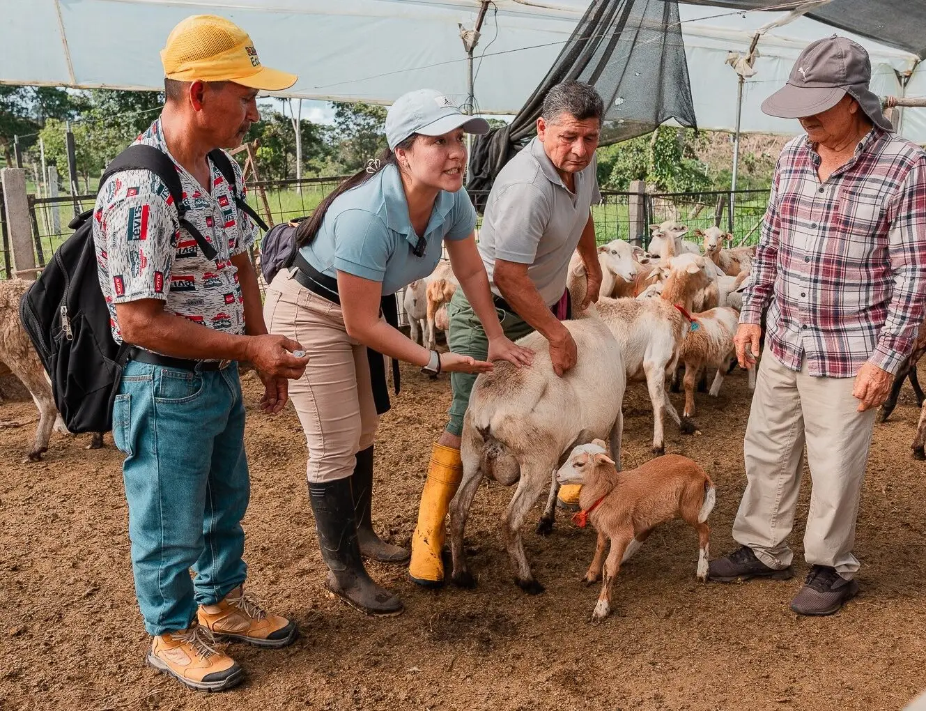 Nueva iniciativa para fortalecer la producción ovina en Pastaza.