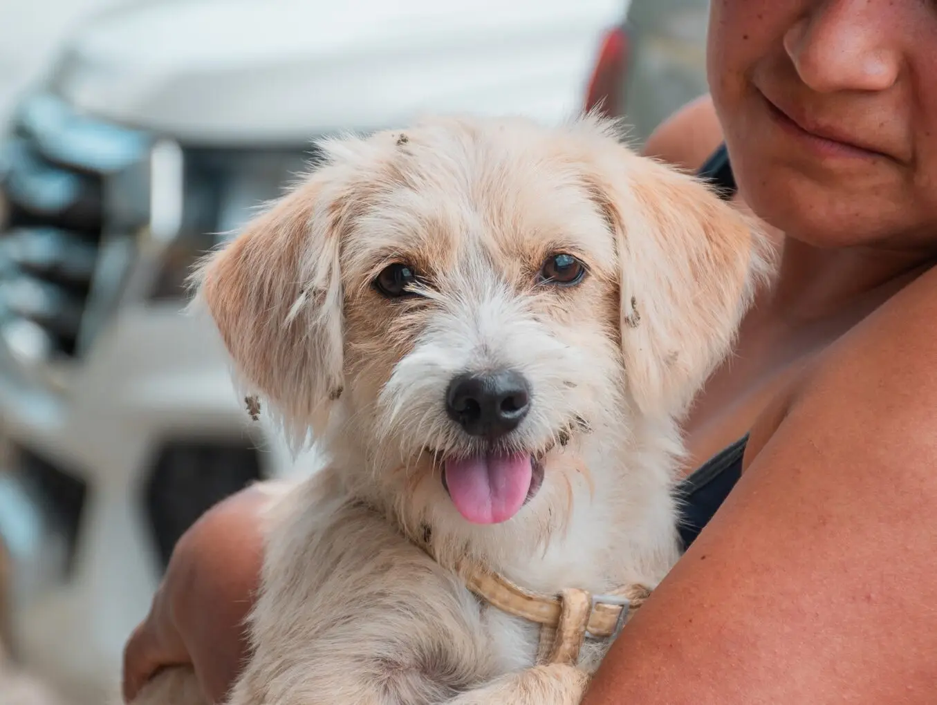 Esterilización a los peluditos en la parroquia El Triunfo.