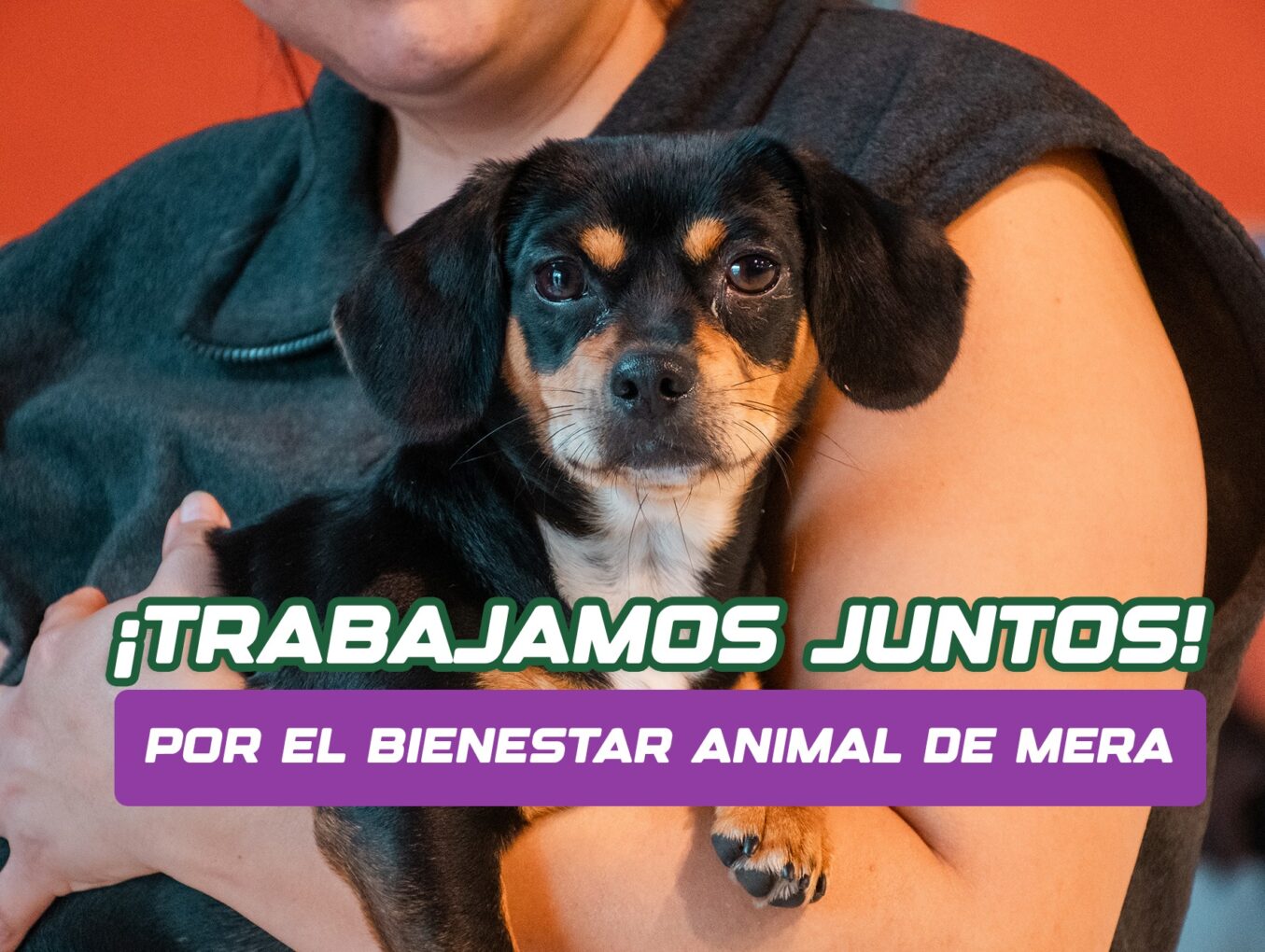 Trabajamos juntos por el bienestar animal en Mera!
