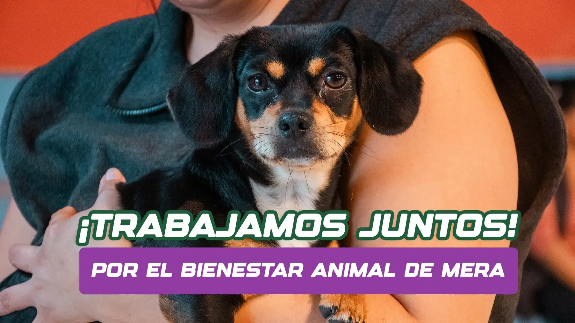Trabajamos juntos por el bienestar animal en Mera!