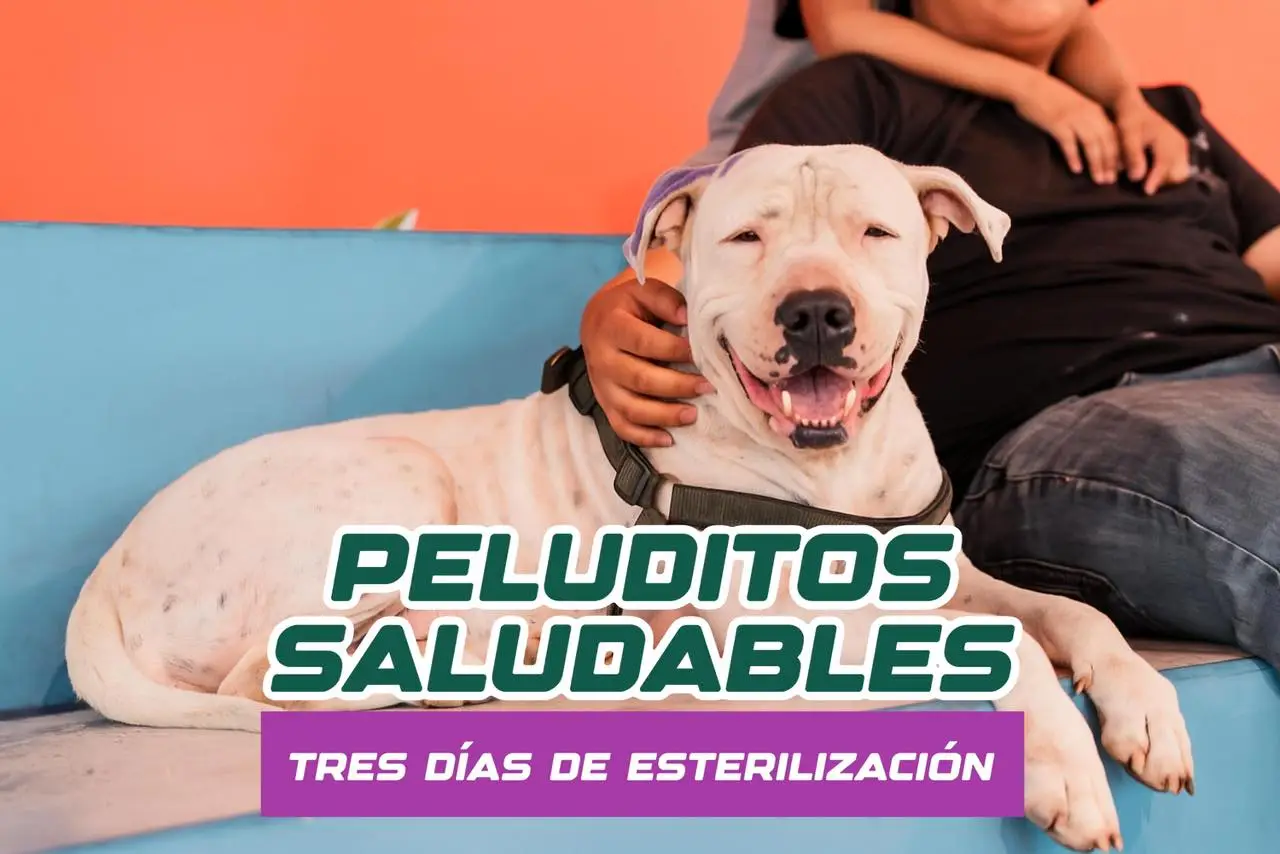 Culminó la campaña de esterilización en el cantón Mera.